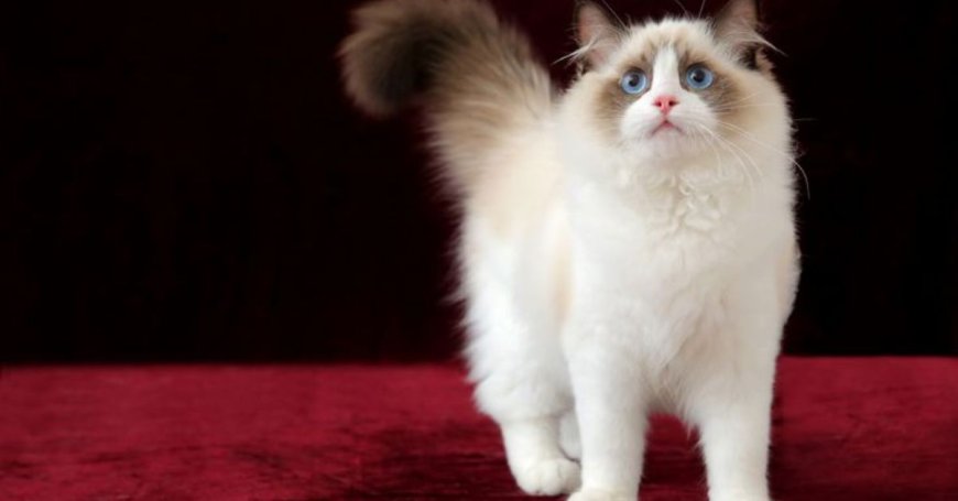 Are Ragdoll Cats High Maintenance?