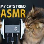 Download Free Cat ASMR for Android V0.6